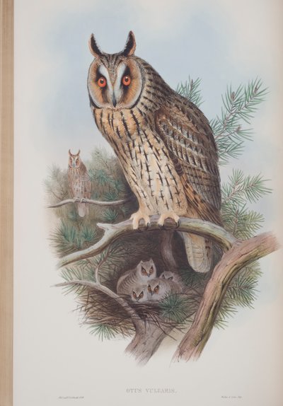 Otus Vulgaris、ジョングールド著英国の鳥のプレート、1862〜73年公開（手塗りのリソ） 作： John Gould
