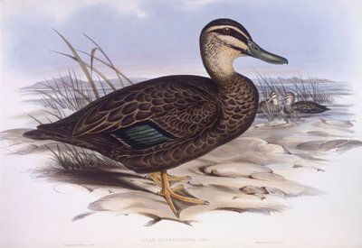 Pacific black duck (Anas superciliosa), Engraving by John Gould 作： John Gould
