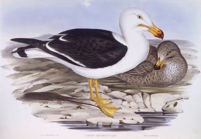 太平洋カモメ（Larus pacificus）、ジョン・グールドによる彫刻 作： John Gould