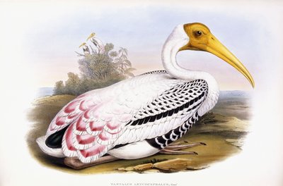 コウノトリを描いた 作： John Gould