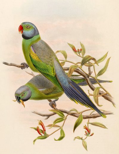 Palaeornis calthropae = Psittacula calthropae 作： John Gould