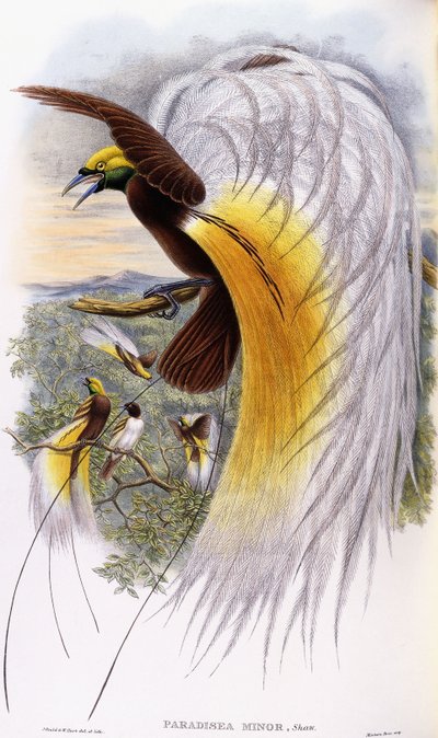 Paradisaeaマイナー 作： John Gould