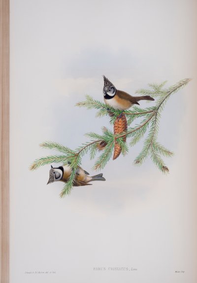 Parus Cristatus、ジョングールド著英国の鳥のプレート、1862〜73年公開（手彩色のリソ） 作： John Gould