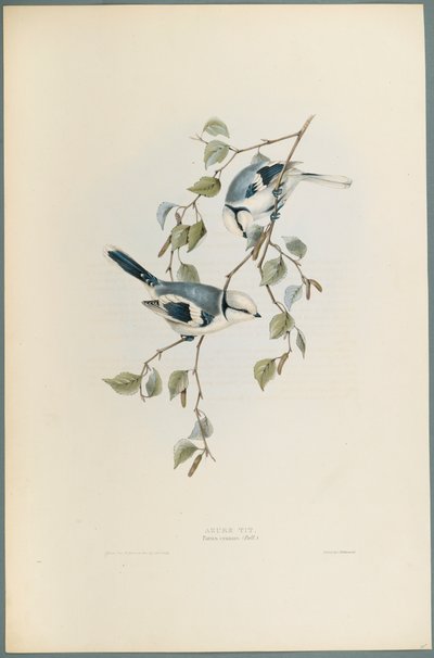 Parus Cyanus：Azure Tit（織り紙にカラーリソ） 作： John Gould
