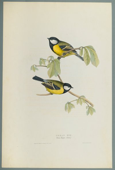 パラス・メジャー：グレート・ティット（ウォーヴ紙にカラーリソ） 作： John Gould