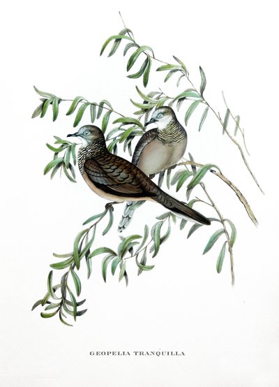 ジョン・グールド（1804-1881）の著書 "Tropical Birds "に掲載されたオーストラリアの鳥、ピースフル・ダヴのエングレーヴィング。 作： John Gould