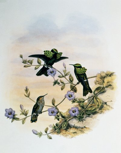 Peacock Coquette (Lophornis pavoninus)、John Gould (1804-1881)によるMonograph of Trochilidae or Humming Birds (1849-1861)からのエングレーヴィング、イギリス 作： John Gould