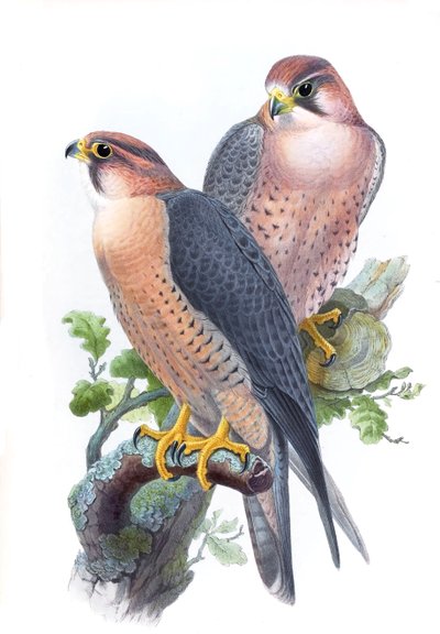 ハヤブサ、（ハヤブサ）Falco peregrinus babylonicusスクレーター 作： John Gould