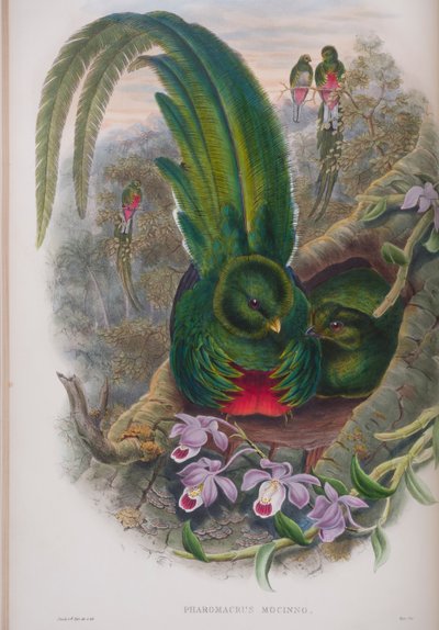 Pharomacrus Mocinno、ジョングールドによる英国の鳥のプレート、1862〜73年公開（手塗りのリソ） 作： John Gould