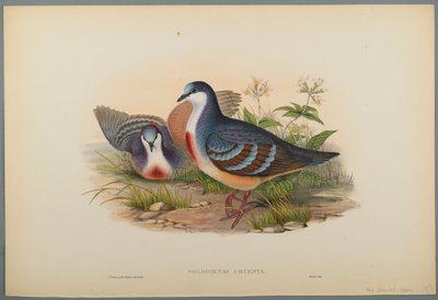 Philogoenas Cruenta（織り紙にカラーリソ） 作： John Gould