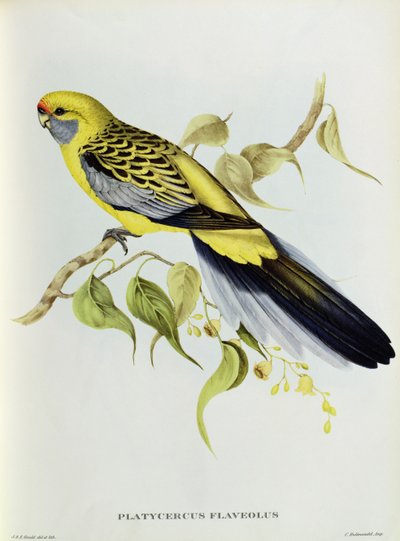 Platycercus Flaveolus 作： John Gould
