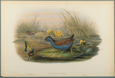 Porzana Pygmaea、Baillons Crane（織り紙にカラーリソ） 作： John Gould