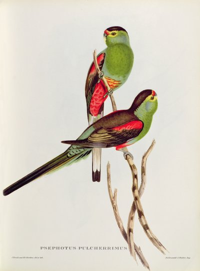 最も美しいPsephotus 作： John Gould
