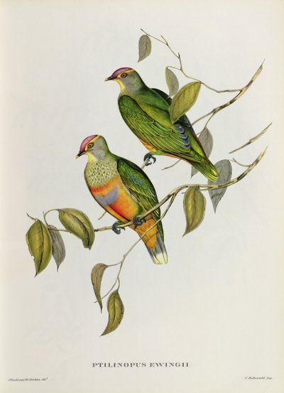 ハイドラewingii 作： John Gould