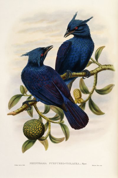紫と紫のマニュコード 作： John Gould