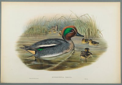 Querquedula Crecca：ティール（織り紙にカラーリソ） 作： John Gould
