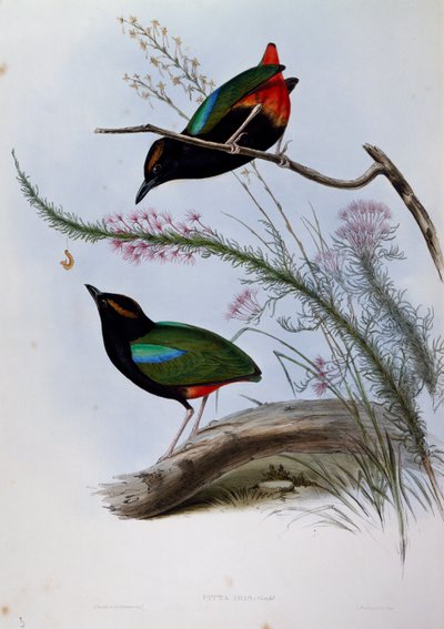 レインボーピッタ（Pitta iris）、「Birds of Australia」の刻印 作： John Gould