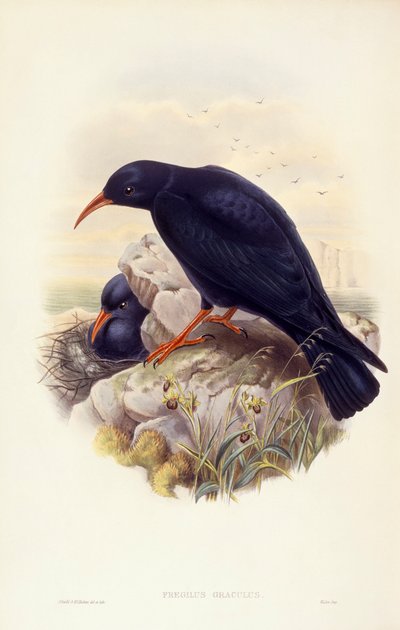 レッドビルド・チャウ（Pyrrhocorax pyrrhocorax）、ジョン・グールドによるエングレーヴィング 作： John Gould