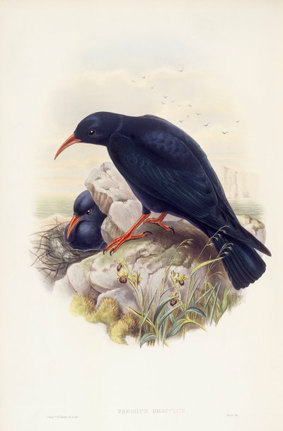 レッドビルド・チャウ（Pyrrhocorax pyrrhocorax）、ジョン・グールドによるエングレーヴィング 作： John Gould