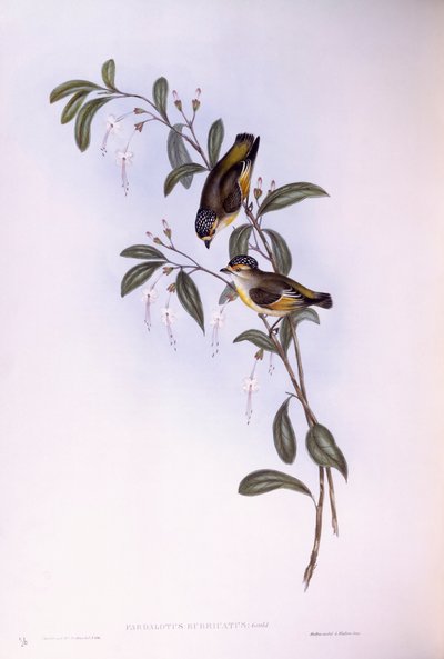 赤毛のパルダロテ（Pardalotus rubricatus）、ジョン・グールドの版画 作： John Gould