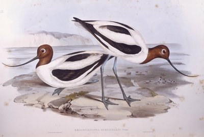 アカエリセイタカアワダチソウ（Recurvirostra novaehollandiae）、ジョン・グールドによるエングレーヴィング 作： John Gould