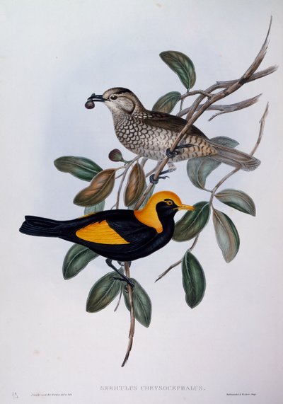 リージェント・バワーバード（Sericulus chrysocephalus）、「Birds of Australia」の刻印 作： John Gould