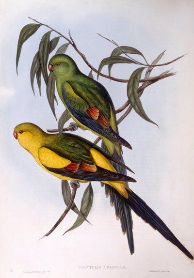 リーゼントオウム（Polytelis anthopeplus）、ジョン・グールドによるエングレーヴィング 作： John Gould