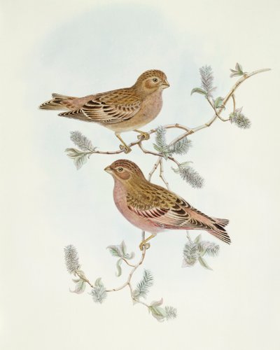 ロージーフィンチ（Erythrospiza incarnata）、ジョン・グールドによるエングレーヴィング 作： John Gould