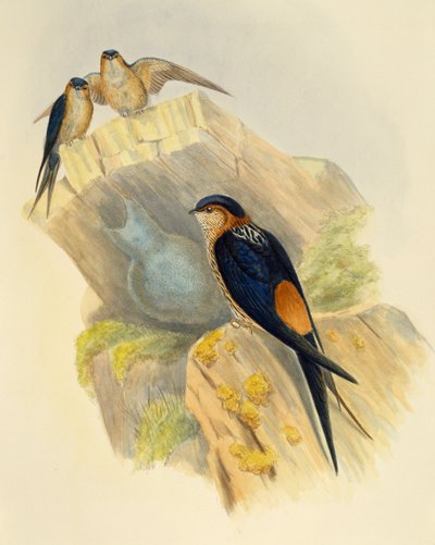 ジョン・グールド(1804-1881)の彫刻作品「アカハラツバメ」（イギリス 作： John Gould