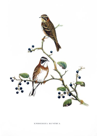 ジョン・グールド（1804-1881）の著書 "Tropical Birds "のエングレーヴィング。 作： John Gould