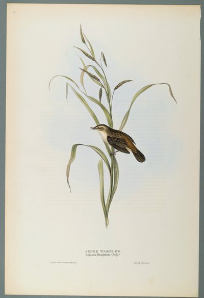 Salicaria Phragmatis：Sedge Warbler（織り紙にカラーリソ） 作： John Gould