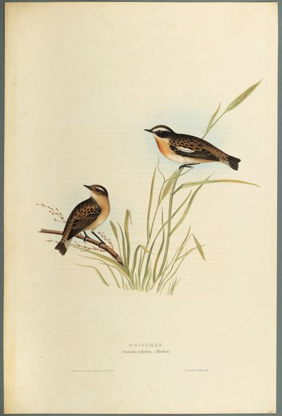 Saxicola Rubetra-Whinchat（織り紙にカラーリソ） 作： John Gould