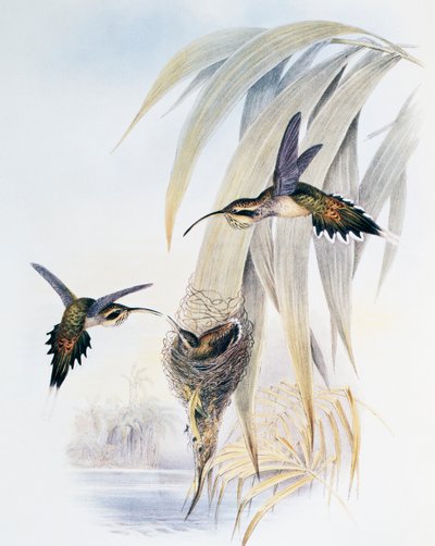 スケイルスロートハーミット（Phaethornis eurynome）、ジョン・グールド（1804-1881）による「Monograph of Trochilidae or Humming Birds」（1849-1861）からの抜粋、イギリス 作： John Gould