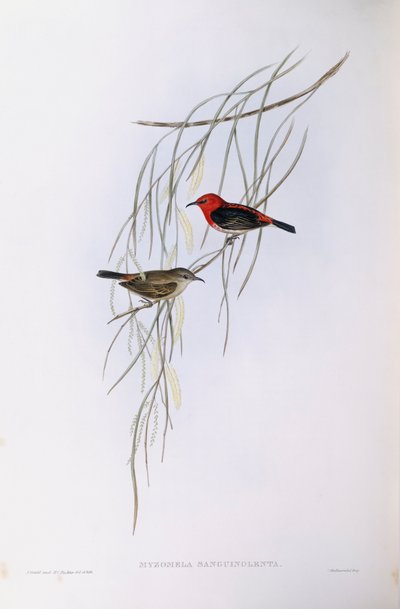 スカーレット・マイゾメラ（Myzomela sanguinolenta）、ジョン・グールドによるエングレーヴィング 作： John Gould