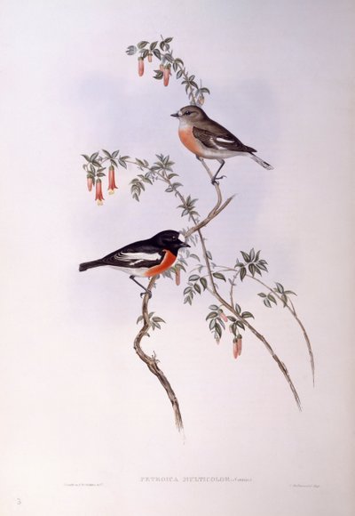 緋色のコマドリ（ペトロイカ・マルチカラー）、ジョン・グールドによるエングレーヴィング 作： John Gould