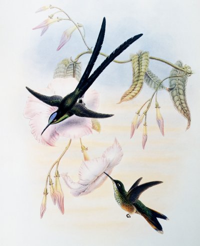 ハサミ尾のハチドリ（Hylonympha macrocerca）、John Gould（1804-1881）によるMonograph of Trochilidae or Humming Birds（1849-1861）からの抜粋、イギリス 作： John Gould