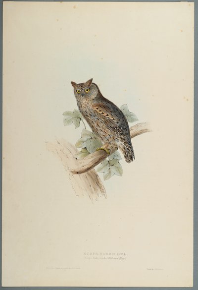 Scops Aldrovandi-Scops Eared Owl（織り紙の色リソ） 作： John Gould