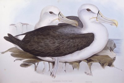 シャイ・アホウドリ（Diomedea o Thalassarche cauta）、ジョン・グールドによるエングレーヴィング 作： John Gould