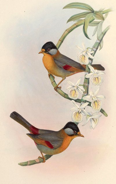 銀耳メシア（銀耳Leiothrix）Leiothrix argentauris（ホジソン） 作： John Gould