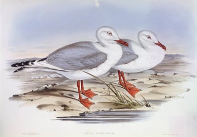 銀のカモメ（Larus novaehollandiae）、ジョン・グールドによるエングレーヴィング 作： John Gould