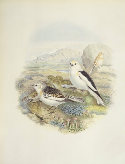ユキノシタ（Plectrophenax nivalis）、イラスト 作： John Gould