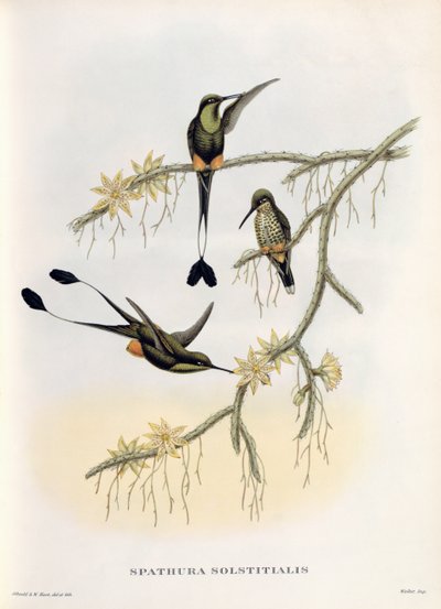 Spathura Solstitialis 作： John Gould
