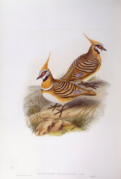 スピニフェックスピジョン（Lophophaps or Geophaps plumifera leucogaster）、ジョン・グールドによるエングレーヴィング 作： John Gould