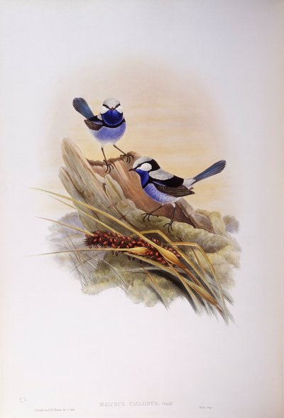 スプレンディッドフェアリーレン（Malurus splendens）、ジョン・グールドによるエングレーヴィング 作： John Gould