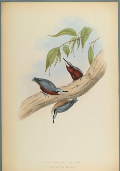 Stila Castaneoventris、栗の腹のヌサッチ（織り紙にカラーリソ） 作： John Gould