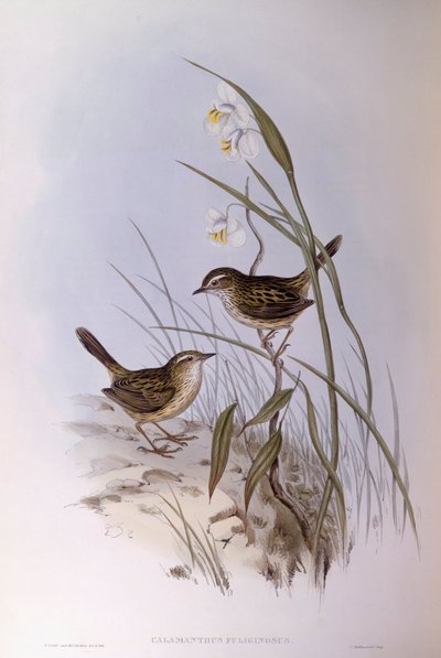 ストライテッド・カラマンサス（Calamanthus fuliginosus）、ジョン・グールド氏によるエングレーヴィング 作： John Gould