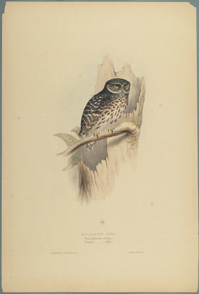 Strix Pafsernia-Noctua（織り紙にカラーリソ） 作： John Gould