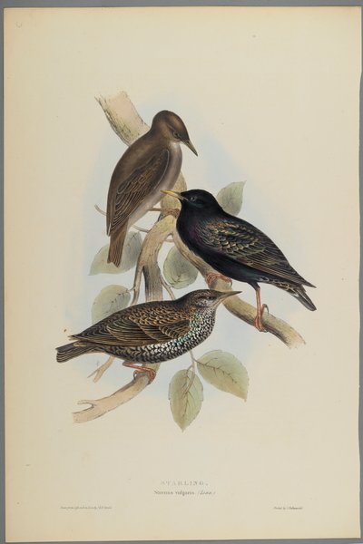 尋常性尋常性-スターリング（織り紙にカラーリソ） 作： John Gould