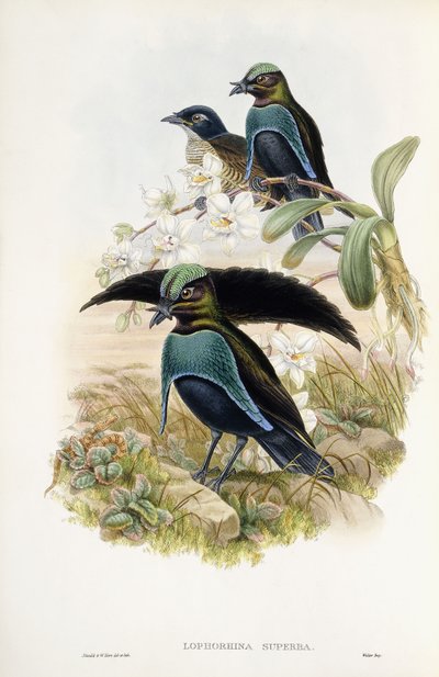 極上の鳥の楽園 作： John Gould