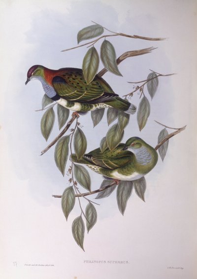 ミドリバト（Ptilinopus superbus）、ジョン・グールドによるエングレーヴィング 作： John Gould